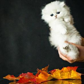 ����: ������