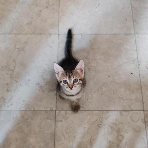 ����: �����