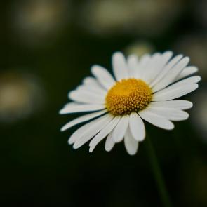 ����: 