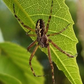����: Aculepeira ceropegia