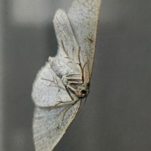 ���� ��������: ��������