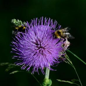 ���� ��������: ������ ���������