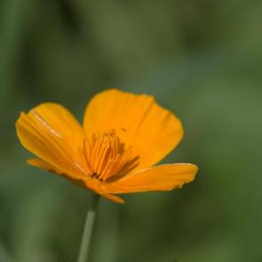 ����: ��������
