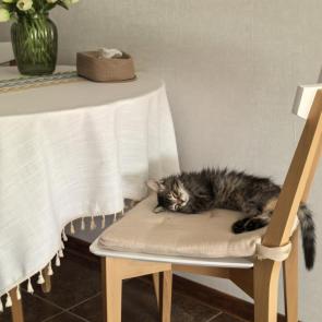 ����: ����� ���