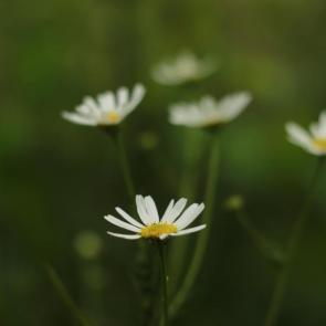 ����: �������