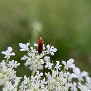 ���� ��������: 