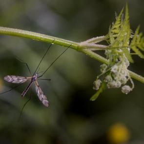���� ��������: ������-���������� (���. Tipulidae), ��� 