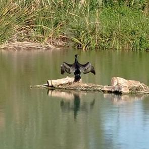 ���� ��������: 