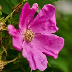 ���� ��������: 