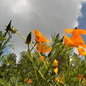 ����: ��������� ����