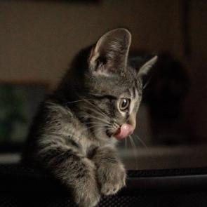 ����: ������� �����