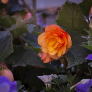 ���� ��������: 