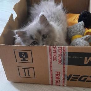 ����: ��������� �������