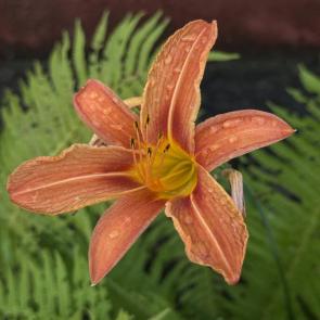 ����: ����� 