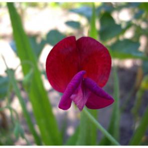���� ��������: �������� ������� Lathyrus odoratus