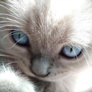 ���� ��������: 