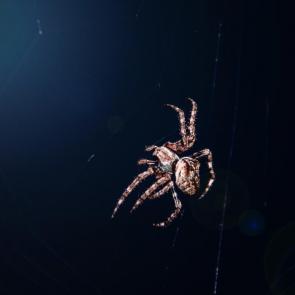 ����: 