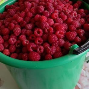 � ����� ���-����������
