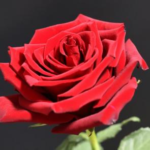 ����: ������� ����
