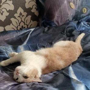 ���� ��������: ����� �����