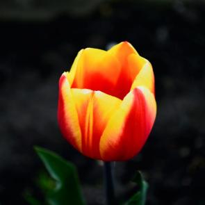 ����: 