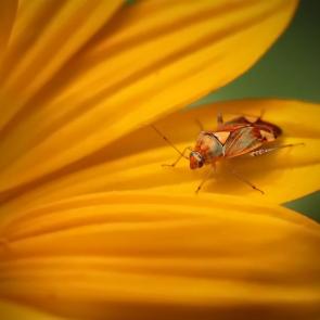 ����: ������ - Lygus pratensis. 