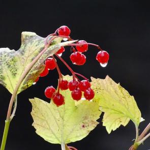 ����: ������