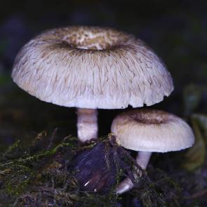 ����: �����