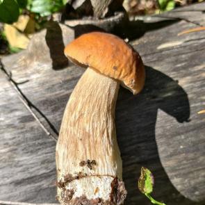 ����: 