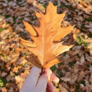 ����: 