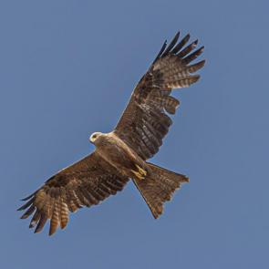 ���� ��������: 