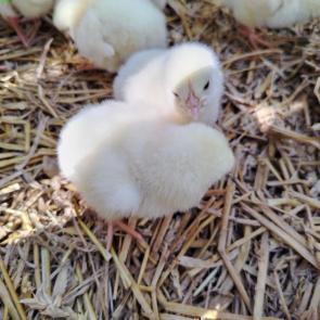 ����: �������