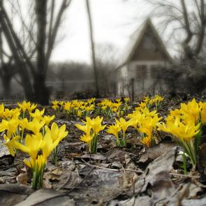 ����: �����