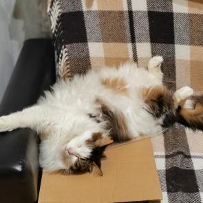 ����: �������� ���