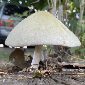����: �������� �� ���