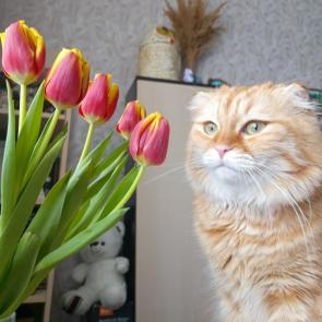 ����: 