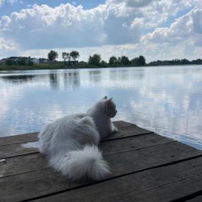 ����: 