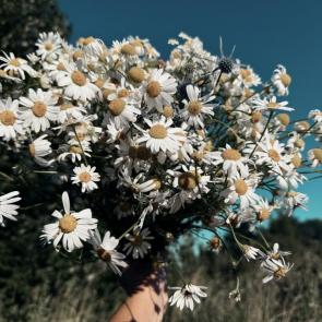 ����: ������� 