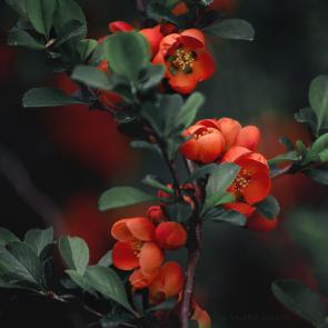 ����: ����