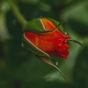 ����: 