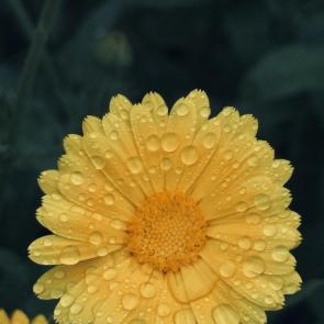 ����: 