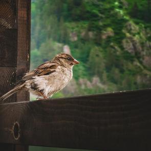 ���� ��������: 
