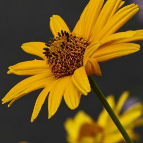 ����: ������ �����