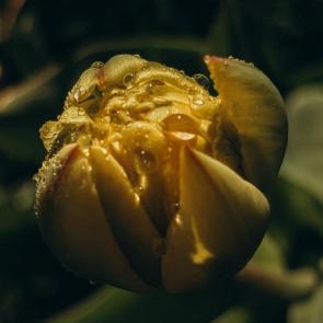 ����: ����� �����