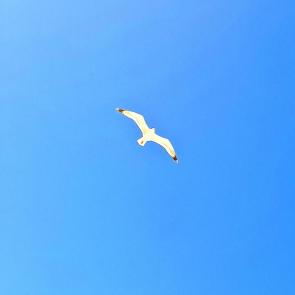 ����: 