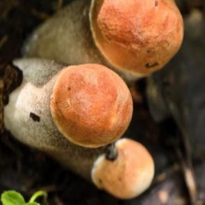 ����: ������