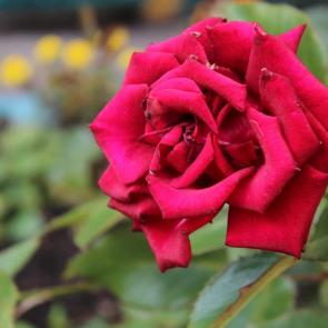 ����: 