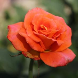 ����: 