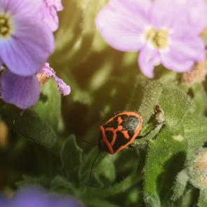 ���� ��������: 
