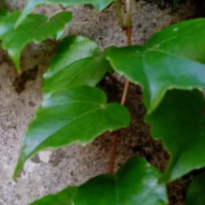 ����: ������ 